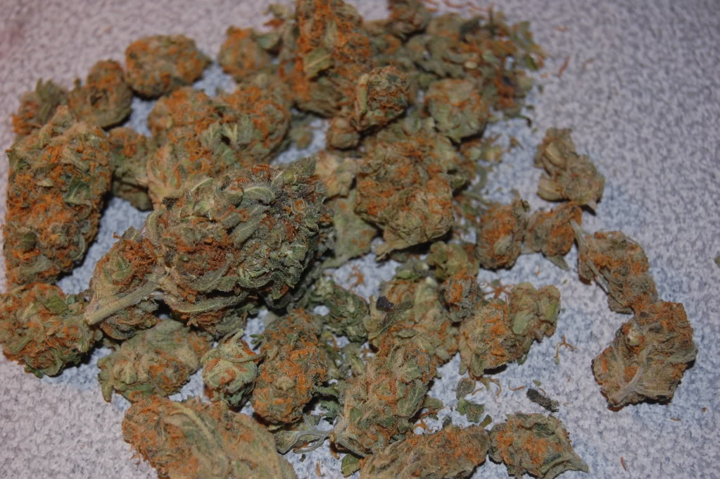 Jack Herer