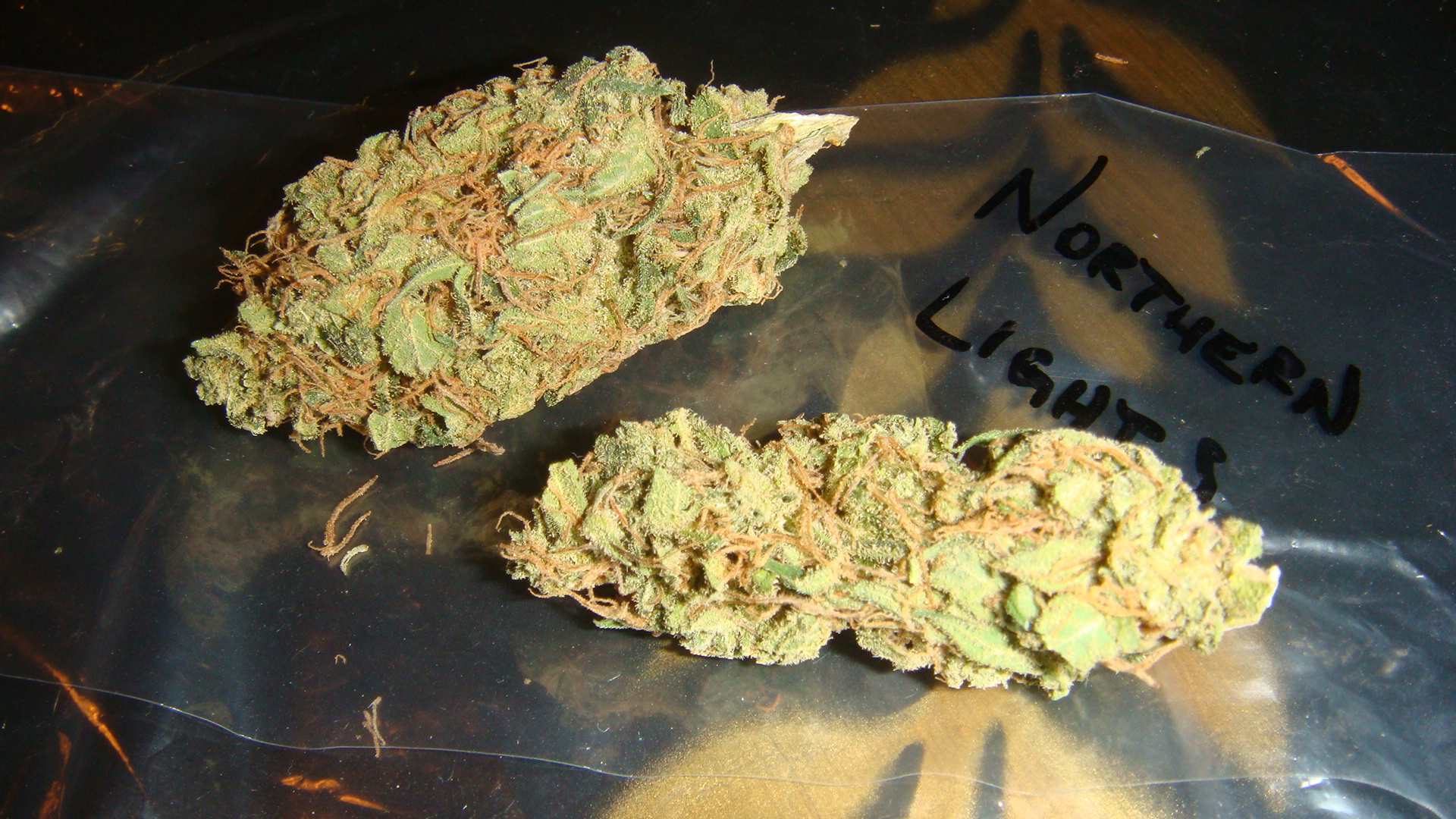 Northern Lights Orange Crush