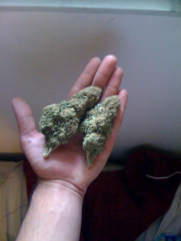 Grand Daddy Purple Green Crack Hybrid